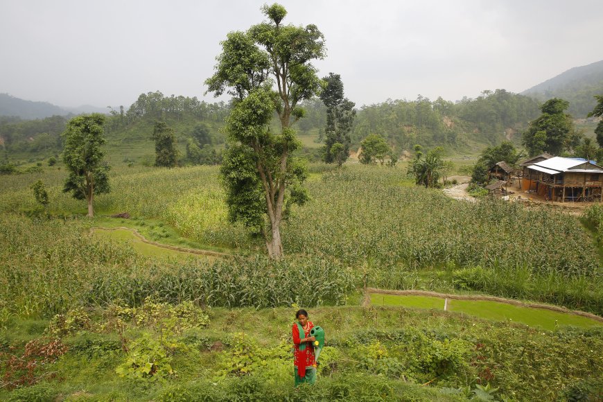 Agriculture in Nepal