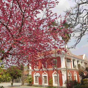 Rato Bangala School
