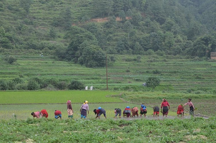 Status of Agriculture in Nepal