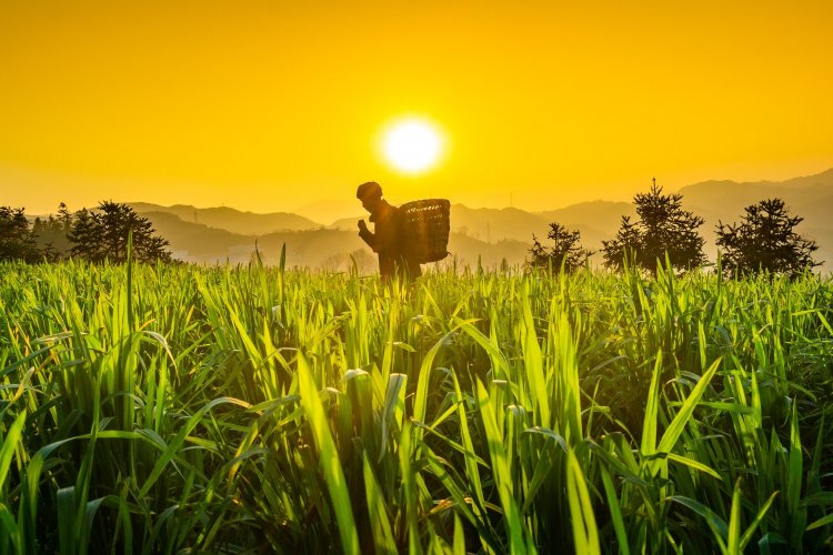 Status of Agriculture in Nepal