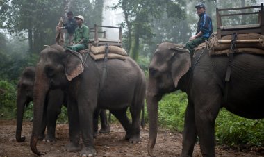 Popular Places to Visit in Chitwan: Explore Wildlife, Culture and Adventure