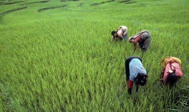 The peasants of Nepal
