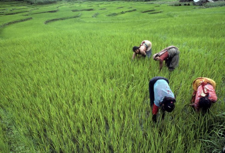 The peasants of Nepal