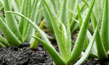 The Healing Powers of Aloe Vera: An In-Depth Look
