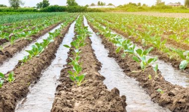 Exploring the traditional irrigation systems of Nepal: A glimpse into ancient engineering techniques