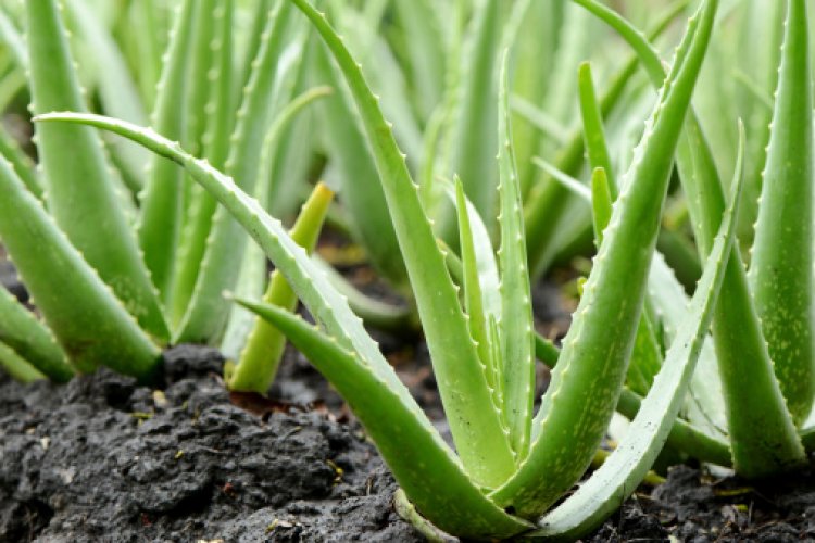 The Healing Powers of Aloe Vera: An In-Depth Look