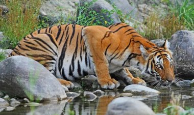 Discovering the Rich Wildlife of Nepal: A Journey into the Heart of Nature