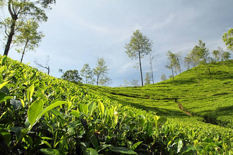 Tea Production of Nepal: An Overview of Commercial Tea Farming
