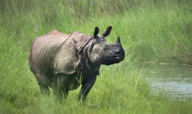 Explore the Natural Beauty of Nepal through its National Parks