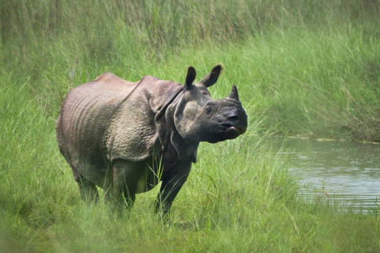 Explore the Natural Beauty of Nepal through its National Parks