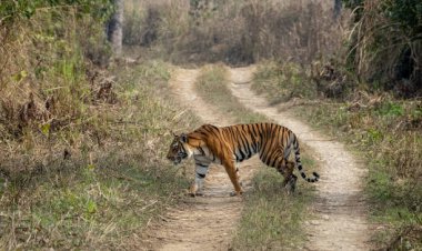 Chitwan National Park: A Wildlife Paradise in Nepal