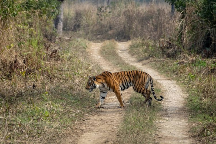 Chitwan National Park: A Wildlife Paradise in Nepal
