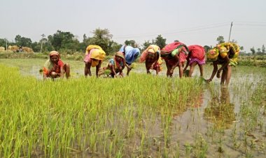 Rising Rice: The Emergence in Nepal