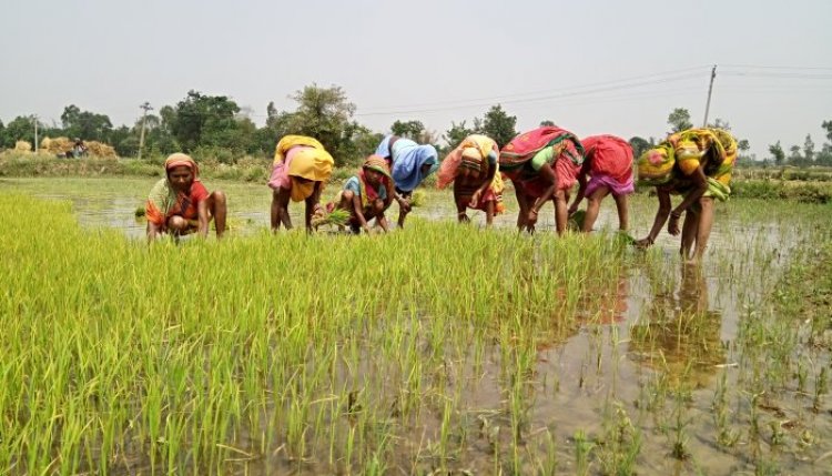 Rising Rice: The Emergence in Nepal
