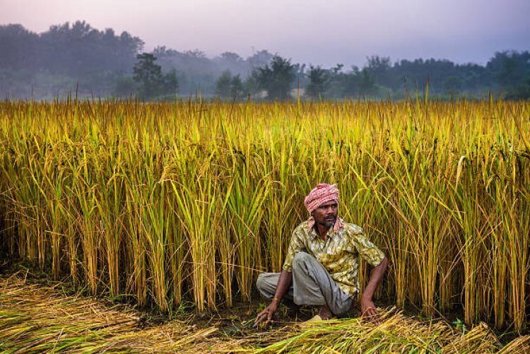 Nepal's Agricultural Paradox: Unveiling Challenge