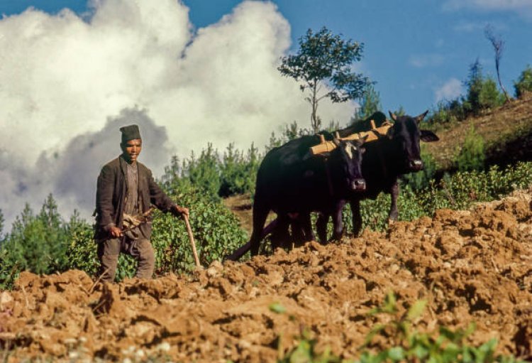 Nepal's Agricultural Paradox: Unveiling Challenge