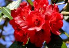 Rhododendron: National Flower of Nepal
