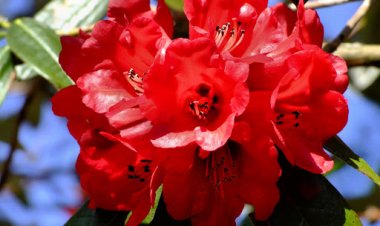 Rhododendron: National Flower of Nepal