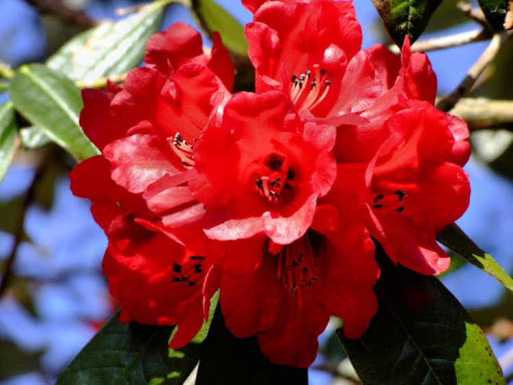 Rhododendron: National Flower of Nepal
