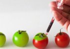 essay on communication in nepali The Impact of Genetically Modified Organisms (GMOs) on Agriculture