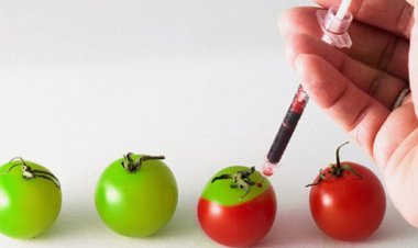 The Impact of Genetically Modified Organisms (GMOs) on Agriculture