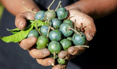 Discover Authentic Nepali Rudraksha at Rudraksha Market