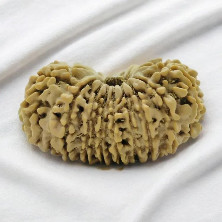 Nepali Rudraksha: A Symbol of Divine Connection and Protection