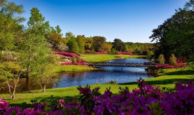 Nepal National Flower: All You Need to Know