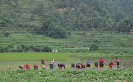 The Role of Agriculture in Nepal's Economy