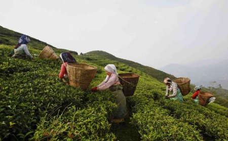 Step‑by‑Step Guide to Launching a Sustainable Tea Farm for Smallholder Farmers in Nepal