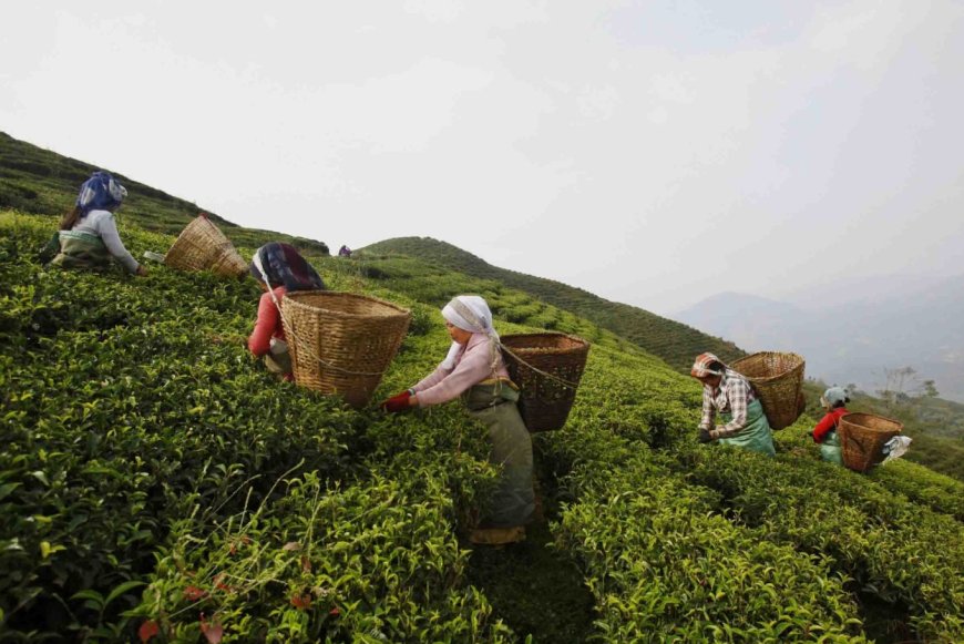 Step‑by‑Step Guide to Launching a Sustainable Tea Farm for Smallholder Farmers in Nepal