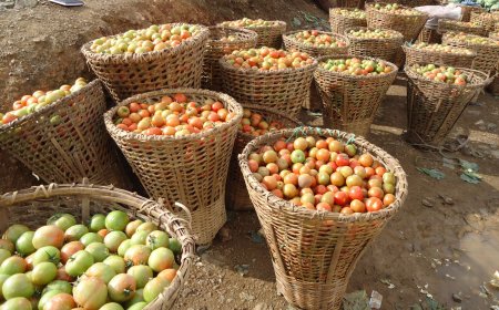 How Community Homestay Networks Are Transforming Rural Nepal’s Post‑COVID Economy: New Data, Policy Impact, and Gender‑Focused Growth
