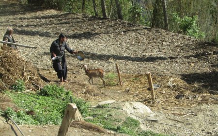 Nepal Organic Farming Certification 2026: Updated Process, Fees, Market Access, and Cost‑Saving Tips