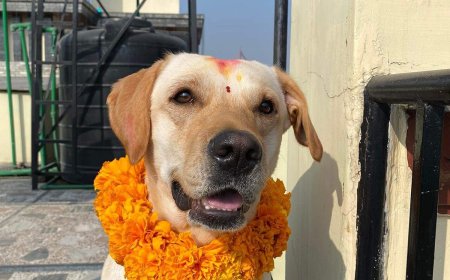 Kukur Tihar 2026: Nepal's Festival of Dogs Explained