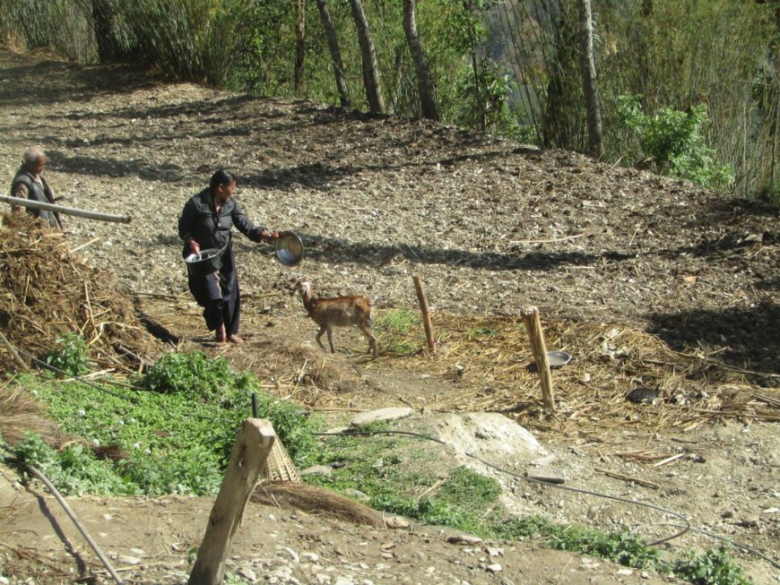 Nepal Organic Farming Certification 2026: Updated Process, Fees, Market Access, and Cost‑Saving Tips