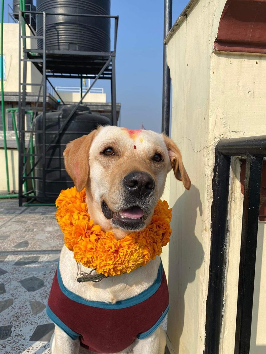 Kukur Tihar 2026: Nepal's Festival of Dogs Explained