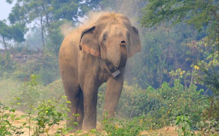 Sunsari District Travel Guide: Koshi Tappu, Dharan, Barahakshetra & Where to Base Yourself