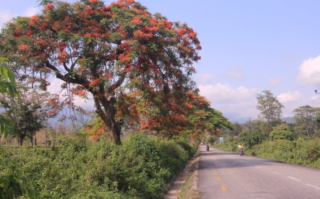 Jhapa District: Eastern Nepal's Tea Country, Wetlands & Border Gateway