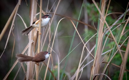 Sunsari District Guide: Dharan, Itahari, Barahakshetra and the Way to Koshi Tappu Wildlife Reserve