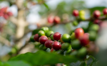From Red Cherry to Green Bean: How Nepali Coffee Actually Gets Processed