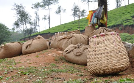 Nepal's Green Leaf Tea Price: From Basket to Export Buyer