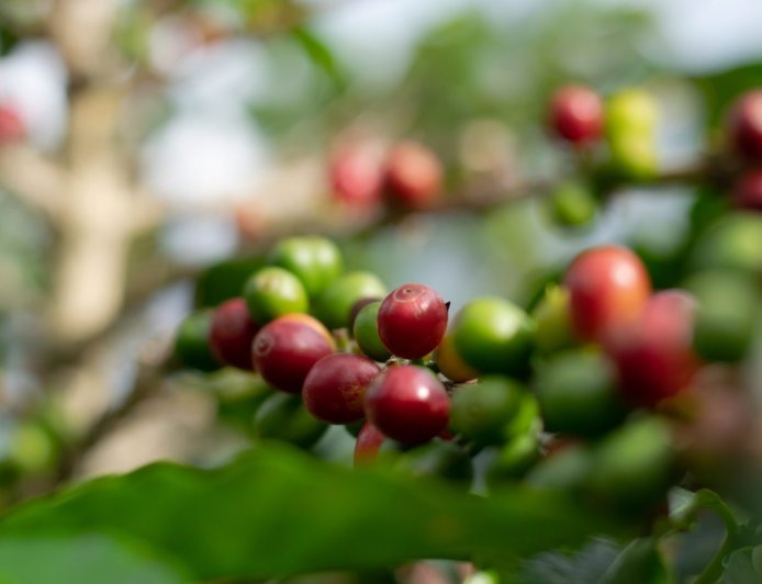 From Red Cherry to Green Bean: How Nepali Coffee Actually Gets Processed