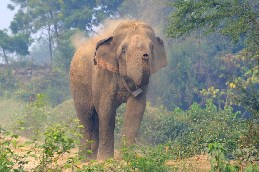 Sunsari District Travel Guide: Koshi Tappu, Dharan, Barahakshetra & Where to Base Yourself