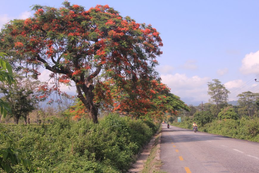 Jhapa District: Eastern Nepal's Tea Country, Wetlands & Border Gateway