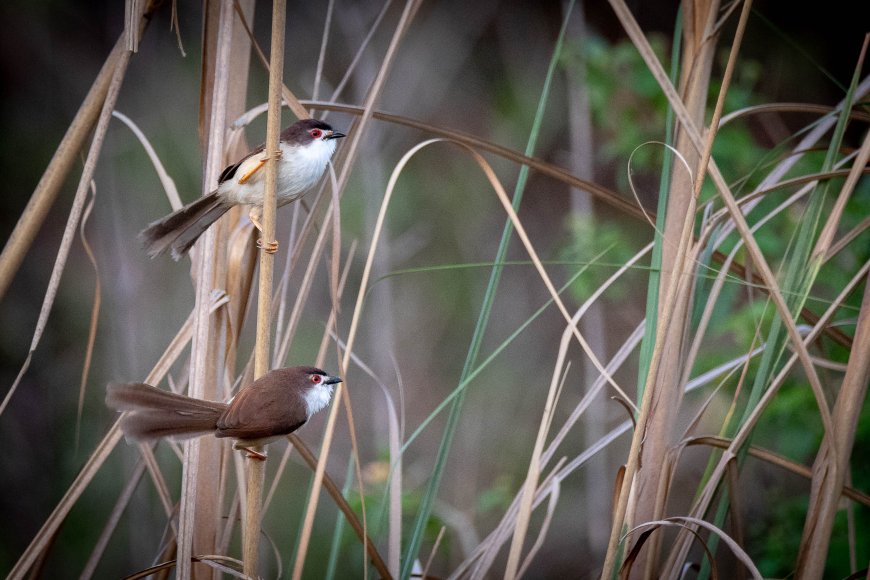 Sunsari District Guide: Dharan, Itahari, Barahakshetra and the Way to Koshi Tappu Wildlife Reserve