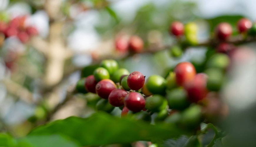 From Red Cherry to Green Bean: How Nepali Coffee Actually Gets Processed