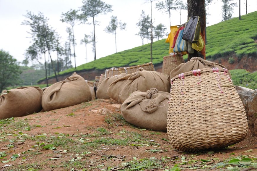 Nepal's Green Leaf Tea Price: From Basket to Export Buyer