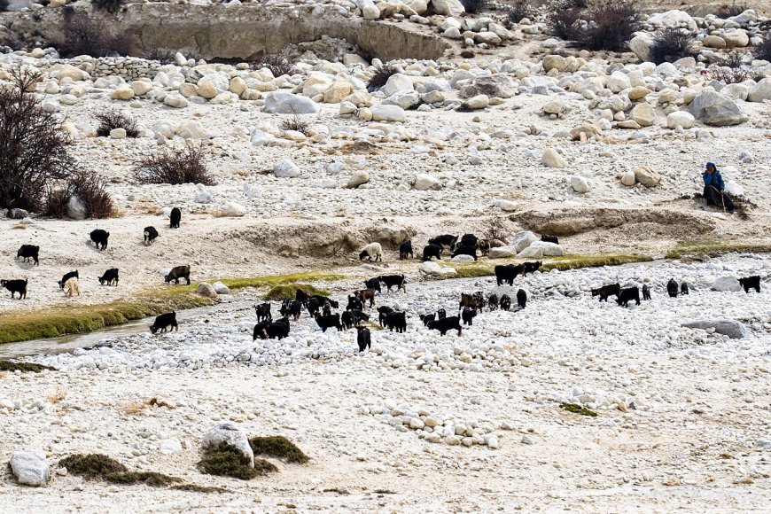 Goat Breeds in Nepal: Matching the Animal to Hill, Mountain and Terai Ground